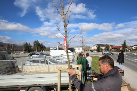 Zasaditev dreves med regionalno cesto in centrom Mercator 15 Foto Ljubo Vukelič